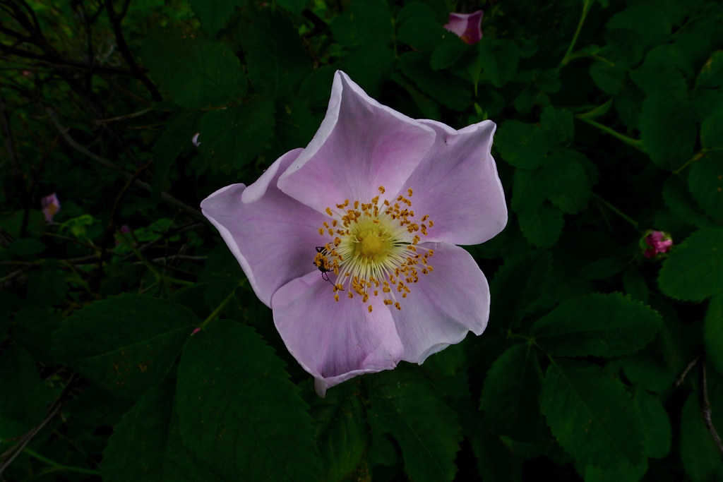 Wood's Rose
