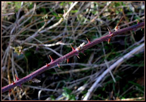 Rubus fruticosus - ronce commune 35438300791_f59c3f7c72