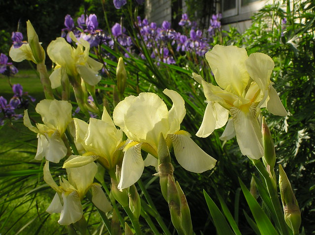 Iris germanica ssp. flavescens