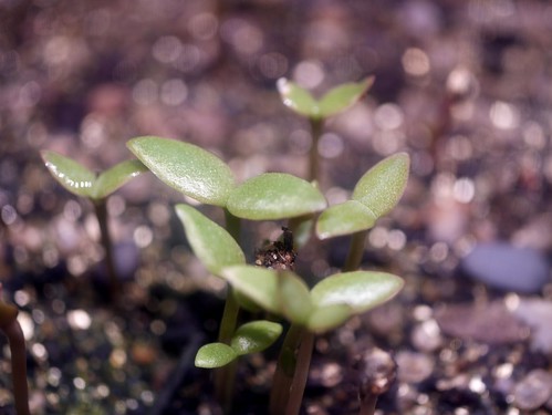 Garden Macro - Opuntia ficus-indica Seedlings