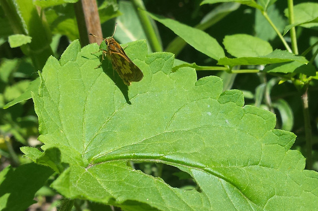 small brown-and-yellow butterfly looking away on a hyssop leaf