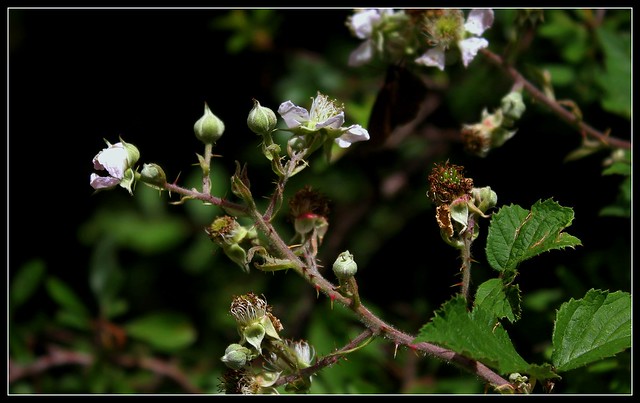 Rubus fruticosus - ronce commune 35400621662_d5552159b9_z