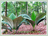 Johannesteijsmannia magnifica (Silver Joey, Umbrella Palm, Daun Payung in Malay)