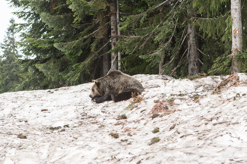 Grizzly Bear at Grouse Mountain