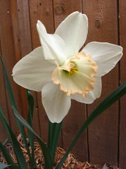 white_daffodil