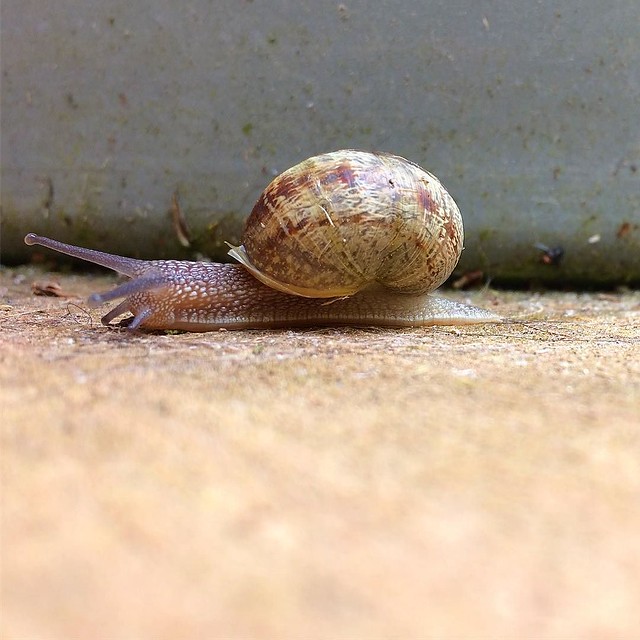 Hey little snail buddy. 🐌