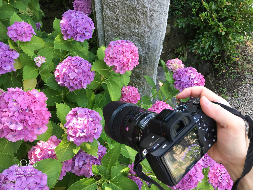 あじさいを綺麗に撮るコツまとめ 紫陽花写真の撮影方法や工夫を分かりやすく解説します おちゃカメラ