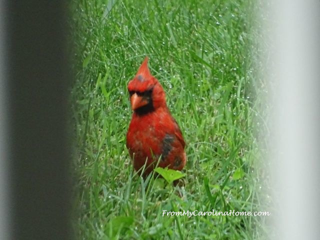Juvenille Cardinal at From My Carolina Home