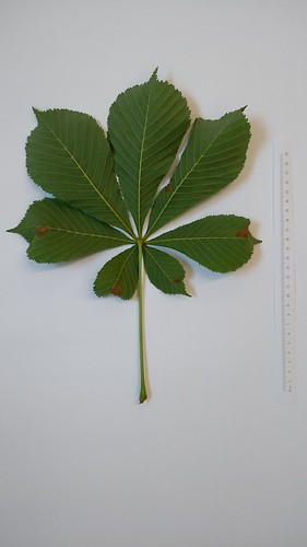 Aesculus leaf
