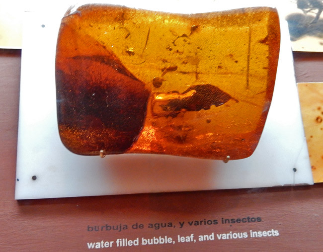 insects-in-amber