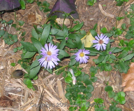 first_asters