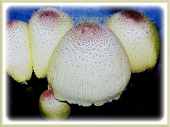 Leucocoprinus birnbaumii (Flowerpot Parasol, Plantpot Dapperling, Yellow Pleated Parasol, Yellow Houseplant Mushroom, Lemon-yellow Lepiota) will be broadly conical when young, 7 June 2017