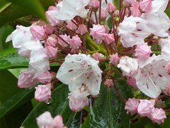 Mountain laurel on drizzly day