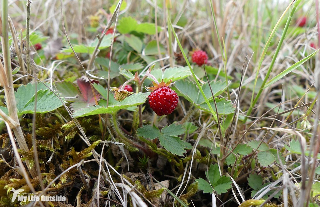 P1080461 - Wild Strawberries