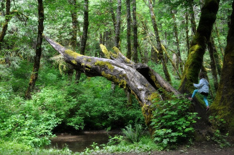 Alsea and Green Peak Falls Tree @ Mt. Hope Chronicles