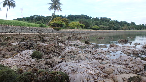 Living reefs of Sentosa Serapong, May 2017
