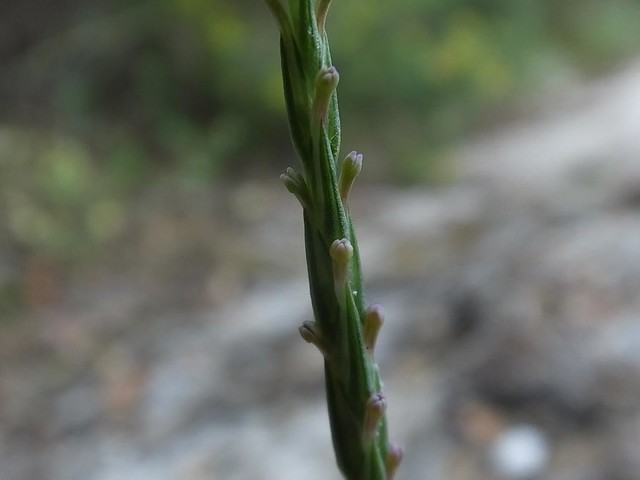 Crucianella latifolia 2