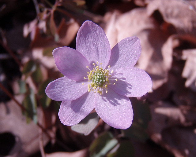 closeup of one pinkish flower with seven petals