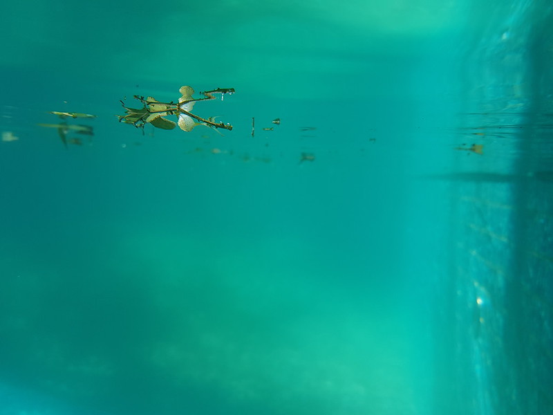 Samsung Galaxy S8+ underwater