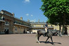 London - Buckingham Palace horses