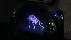 3D display of insect