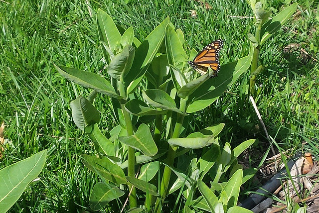 monarch butterfly resting on common milkweed