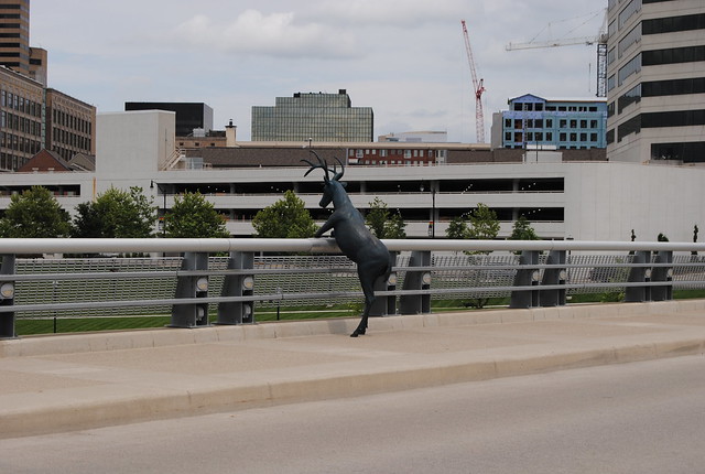 Deer on a Bridge, Columbus, Ohio