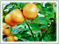 Orange fruits of Citrus mitis (Calamansi, Golden Lime, Panama Orange, Calamondin Orange, Chinese Orange, Musk/Acid Orange), 29 June 2017