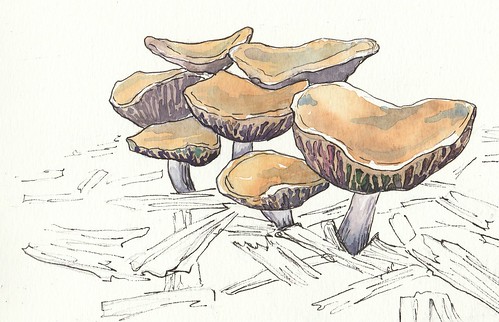 20170521_mushrooms
