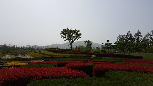 Suncheon Bay National Garden (5)