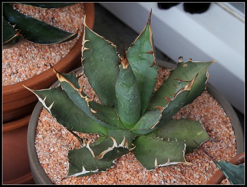 Agave titanota  - Page 2 34978858441_2407d16ca7