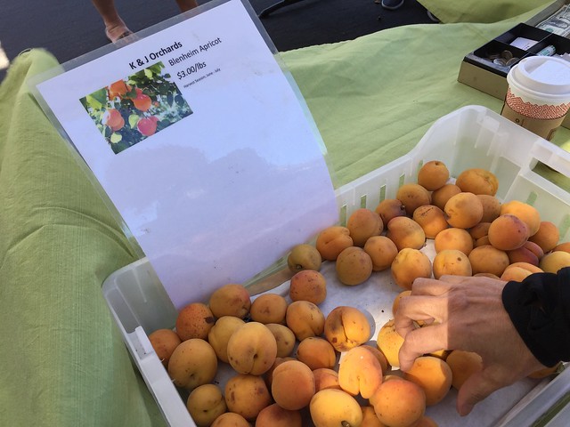 Blenheim Apricots