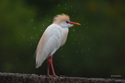 Garza ganadera bajo la lluvia. Bubulcus ibis