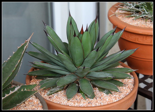 Agave 'Royal Spin' 34265673604_9016c32482