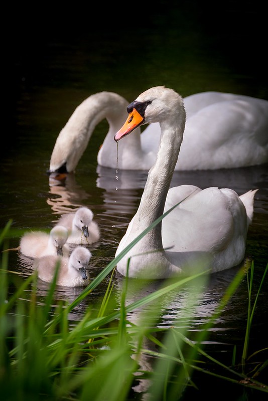 Two white swans with their cygnets...