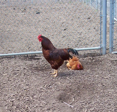 standing chicken