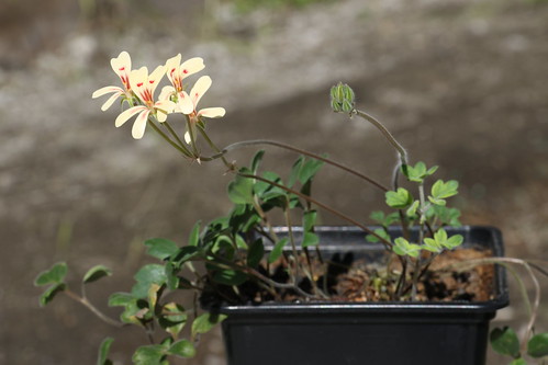 Unknown tuberous Pelargonium sp.