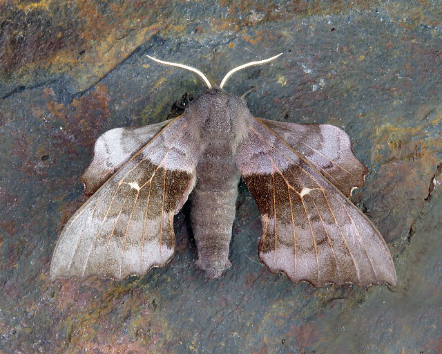 69.003 Poplar Hawk-moth - Laothoe populi