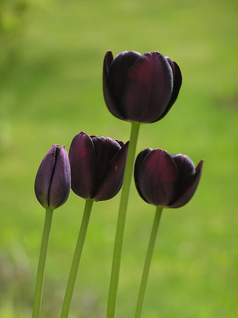 Tulipa 'Queen of Night'