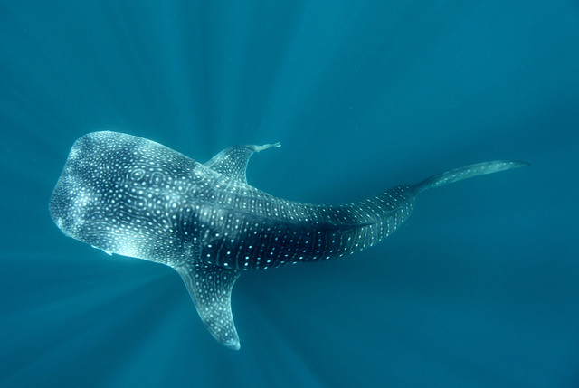 tiburón ballena (4)