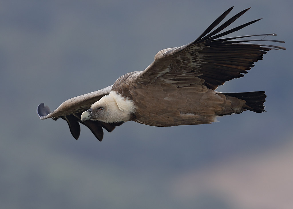 Griffon Vulture  Gyps fulvus