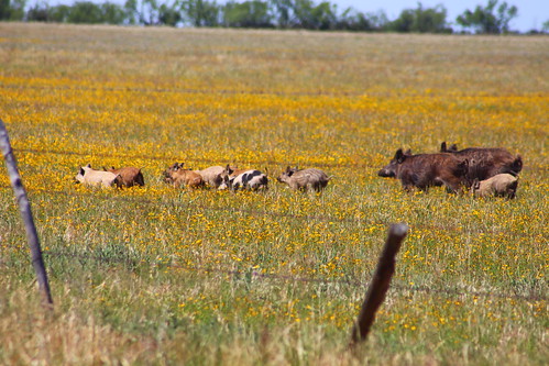 Wild hogs have become a major problem for farmers and ranchers.