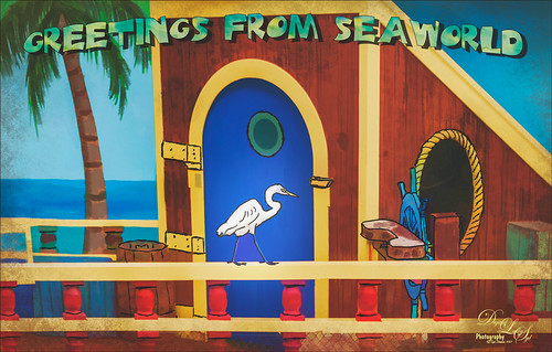 Image of an egret at Sea World Orlando