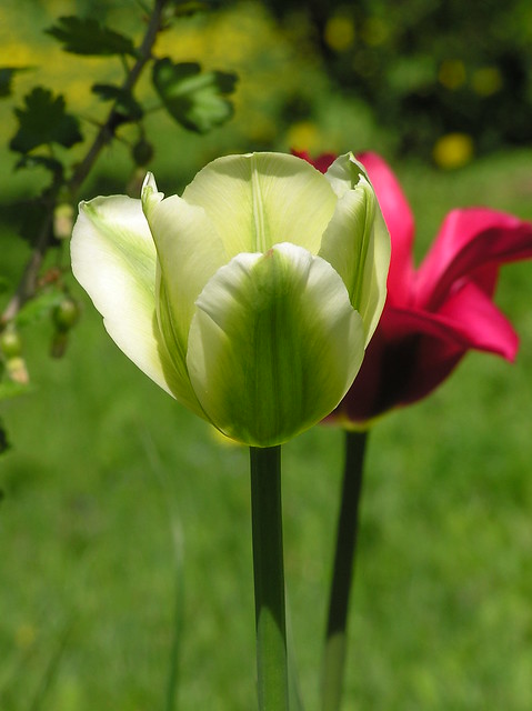 Tulipa Viridiflora Group