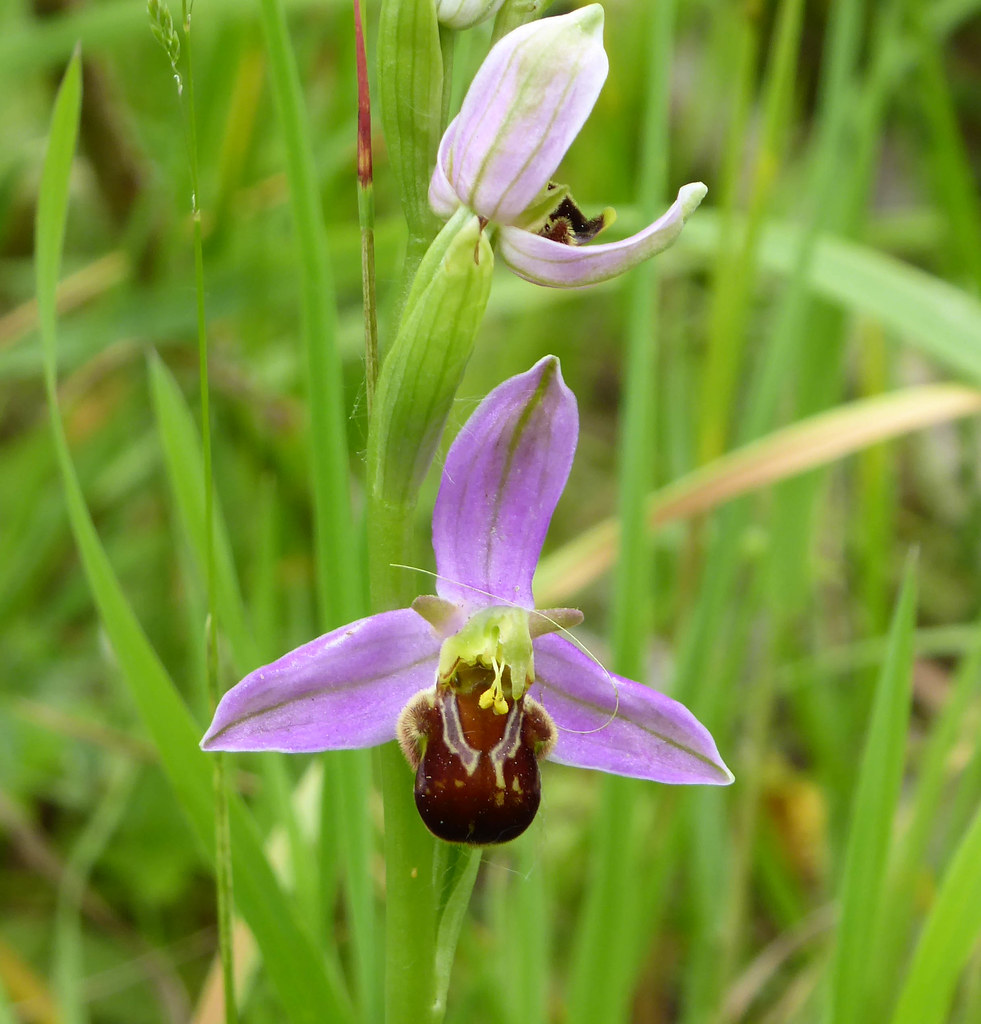 Bee orchid 1