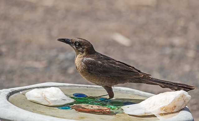 Great-tailed-Grackle-30-7D2-052117