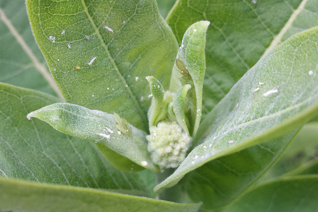 egg on the edge of a leaf with several green aphids and white, cotton-like insects