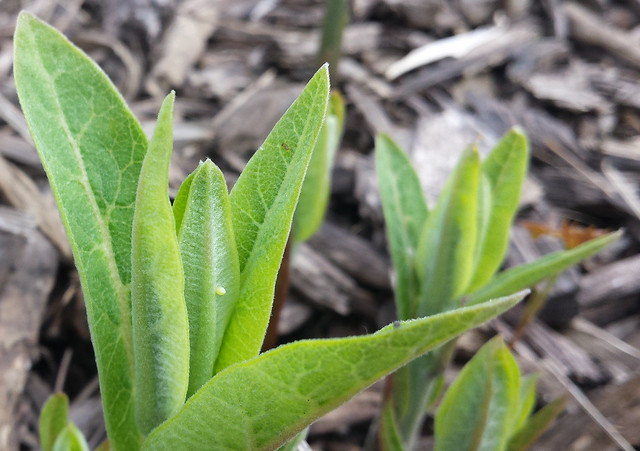 a milkweed with many leaves, with two more plants in the background