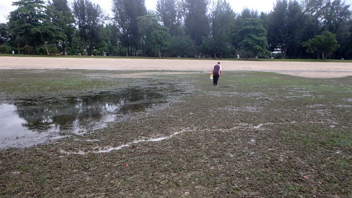 Dugong feeding trail in seagrass meadows, Changi May 2017
