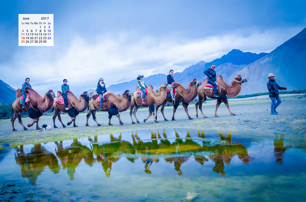 Free June 2017 calendar with Double Humped Bactrian camels Nubra Valley Ladakh